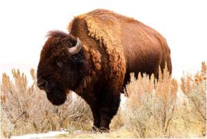 Engaging a U.S. National Park’s Gateway Communities